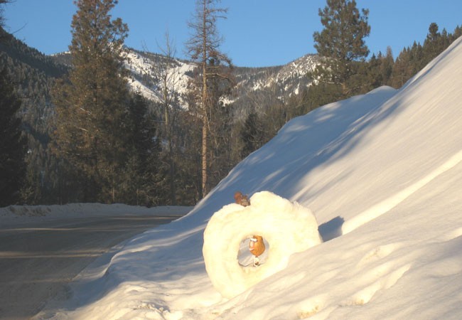 Welcome to Snowbowl's Online Shop
